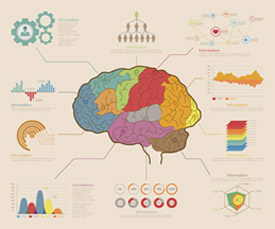 brain concept illustration