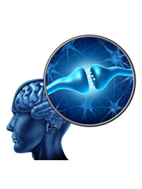 Human Nerve Cell Synapse Receptor illustration human brain
